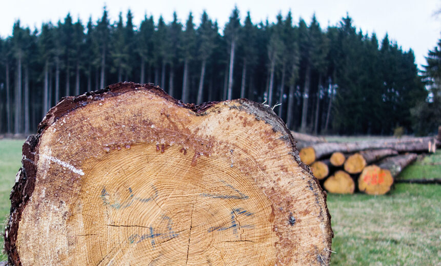 Holzwirtschaft.